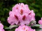 USA-Washington State Rhododendron flower Art Print